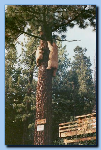 2-37 bears attached to tree-archive